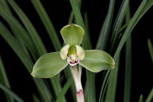 Cymbidium goeringii Rui Mei HCC/AOS 75 pts.